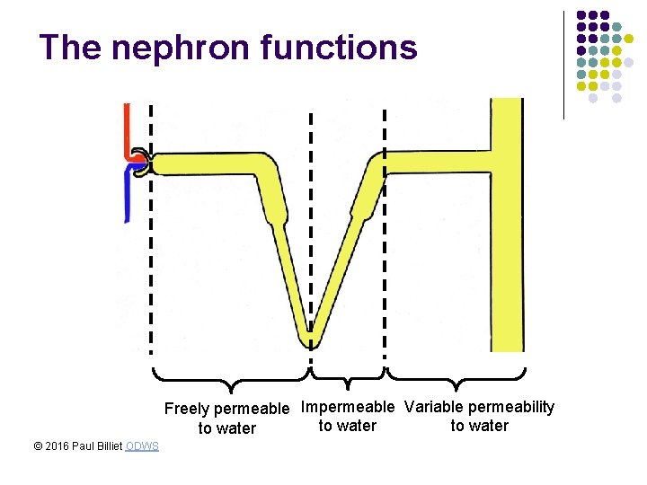 The nephron functions Freely permeable Impermeable Variable permeability to water © 2016 Paul Billiet The nephron functions Freely permeable Impermeable Variable permeability to water © 2016 Paul Billiet