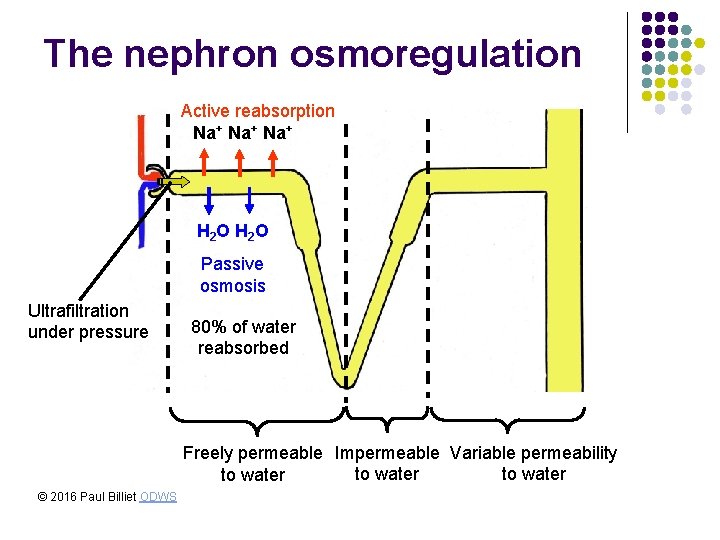 The nephron osmoregulation Active reabsorption Na+ Na+ H 2 O Passive osmosis Ultrafiltration under The nephron osmoregulation Active reabsorption Na+ Na+ H 2 O Passive osmosis Ultrafiltration under