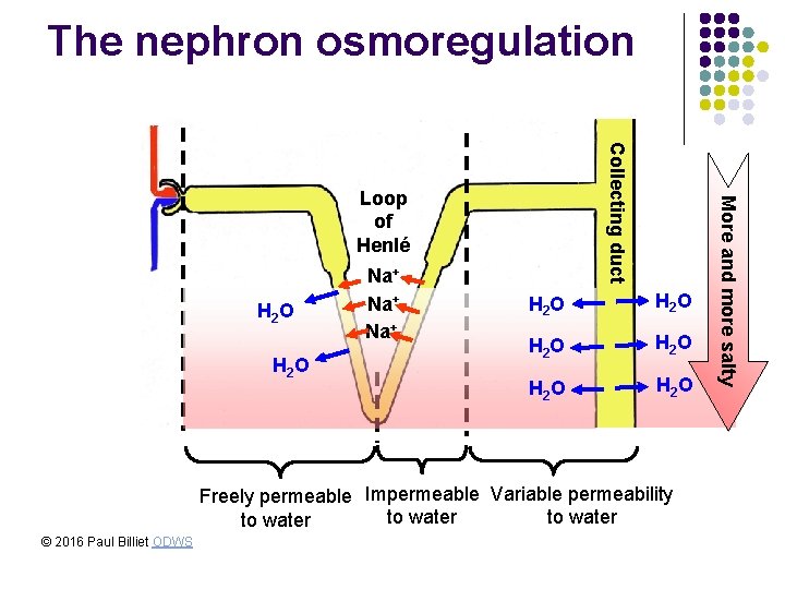 The nephron osmoregulation H 2 O Na+ Na+ H 2 O H 2 O The nephron osmoregulation H 2 O Na+ Na+ H 2 O H 2 O