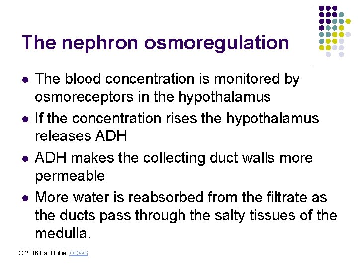 The nephron osmoregulation l l The blood concentration is monitored by osmoreceptors in the The nephron osmoregulation l l The blood concentration is monitored by osmoreceptors in the