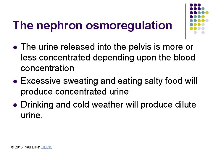 The nephron osmoregulation l l l The urine released into the pelvis is more The nephron osmoregulation l l l The urine released into the pelvis is more