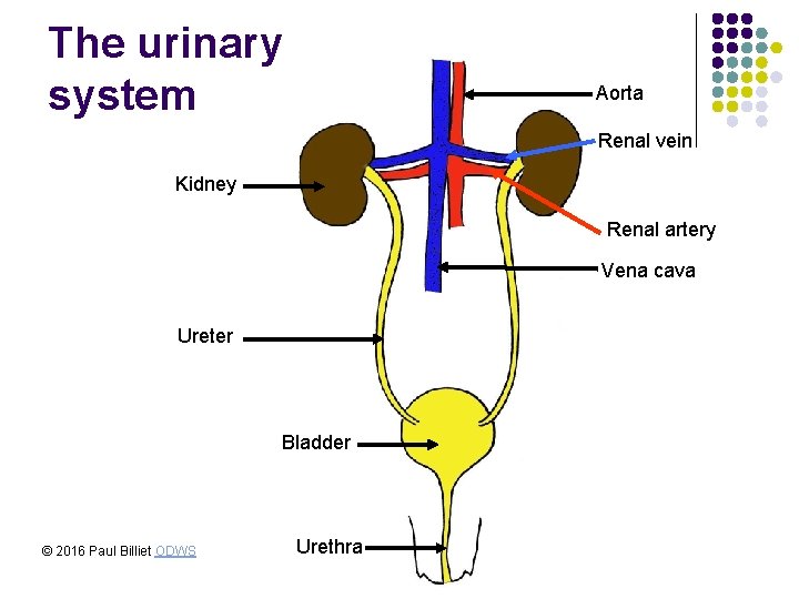 The urinary system Aorta Renal vein Kidney Renal artery Vena cava Ureter Bladder © The urinary system Aorta Renal vein Kidney Renal artery Vena cava Ureter Bladder ©