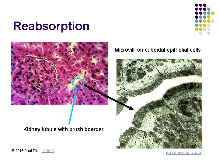 Reabsorption Microvilli on cuboidal epithelial cells Kidney tubule with brush boarder © 2016 Paul Reabsorption Microvilli on cuboidal epithelial cells Kidney tubule with brush boarder © 2016 Paul