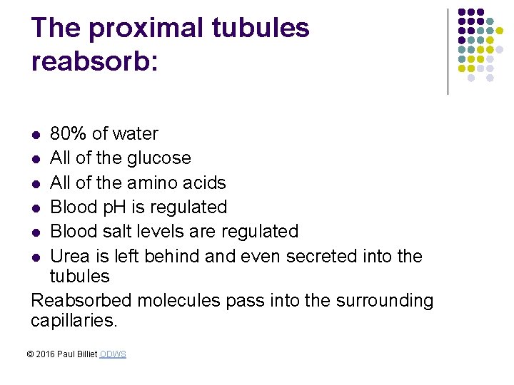 The proximal tubules reabsorb: 80% of water l All of the glucose l All The proximal tubules reabsorb: 80% of water l All of the glucose l All