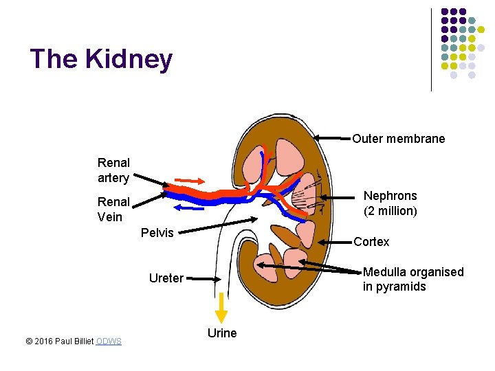 The Kidney Outer membrane Renal artery Nephrons (2 million) Renal Vein Pelvis Cortex Medulla The Kidney Outer membrane Renal artery Nephrons (2 million) Renal Vein Pelvis Cortex Medulla