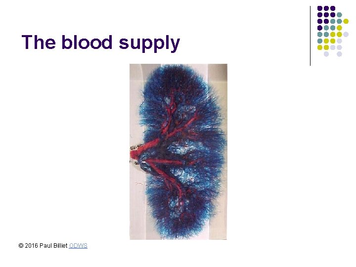 The blood supply © 2016 Paul Billiet ODWS The blood supply © 2016 Paul Billiet ODWS