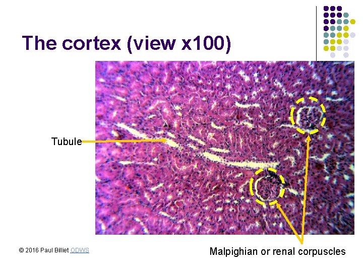 The cortex (view x 100) Tubule © 2016 Paul Billiet ODWS Malpighian or renal The cortex (view x 100) Tubule © 2016 Paul Billiet ODWS Malpighian or renal