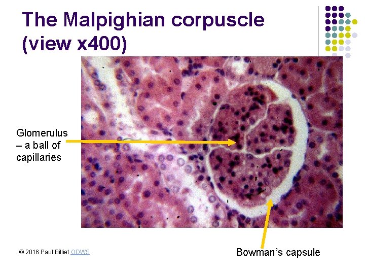 The Malpighian corpuscle (view x 400) Glomerulus – a ball of capillaries © 2016 The Malpighian corpuscle (view x 400) Glomerulus – a ball of capillaries © 2016