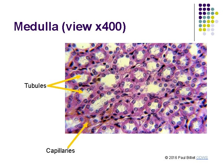Medulla (view x 400) Tubules Capillaries © 2016 Paul Billiet ODWS Medulla (view x 400) Tubules Capillaries © 2016 Paul Billiet ODWS