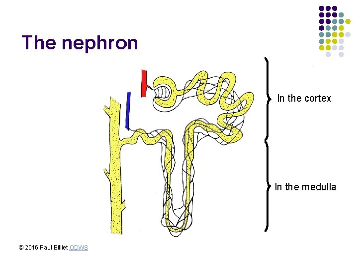 The nephron In the cortex In the medulla © 2016 Paul Billiet ODWS The nephron In the cortex In the medulla © 2016 Paul Billiet ODWS