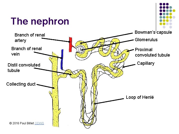 The nephron Branch of renal artery Branch of renal vein Distil convoluted tubule Bowman’s The nephron Branch of renal artery Branch of renal vein Distil convoluted tubule Bowman’s