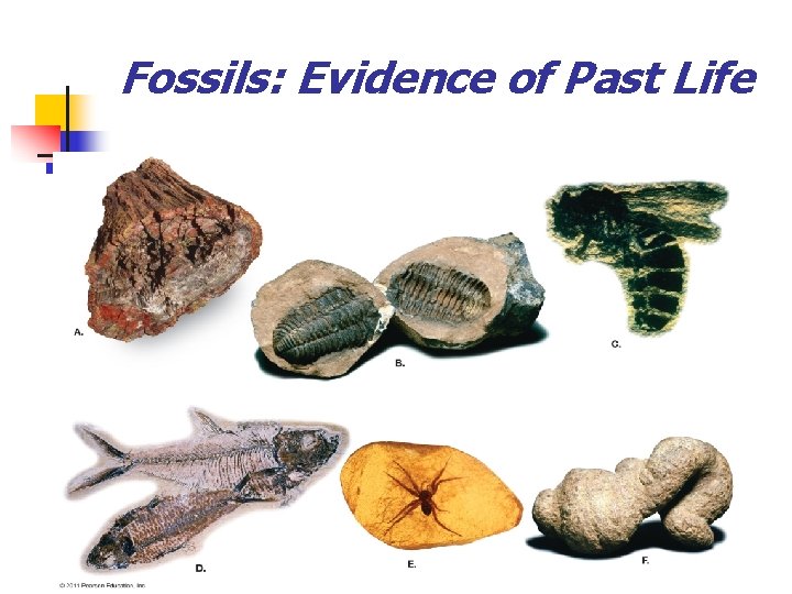 Fossils: Evidence of Past Life 