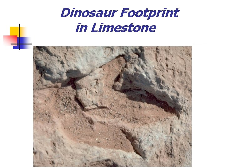 Dinosaur Footprint in Limestone 