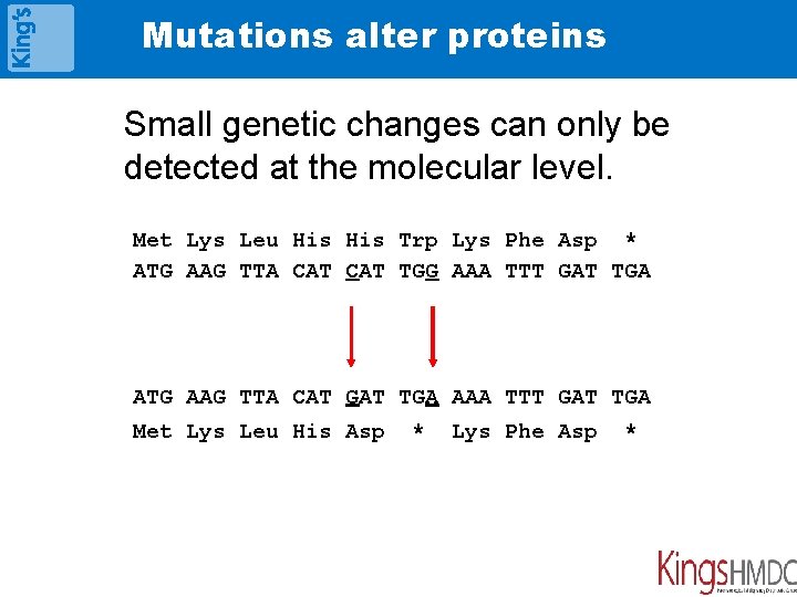 Mutations alter proteins Small genetic changes can only be detected at the molecular level.