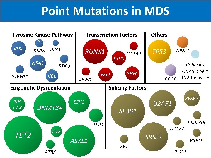 Point Mutations in MDS Tyrosine Kinase Pathway Transcription Factors Others JAK 2 RUNX 1