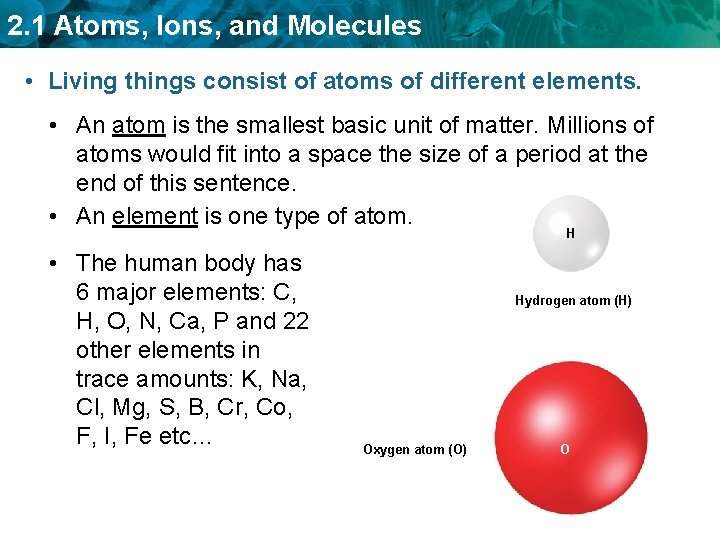 2. 1 Atoms, Ions, and Molecules • Living things consist of atoms of different