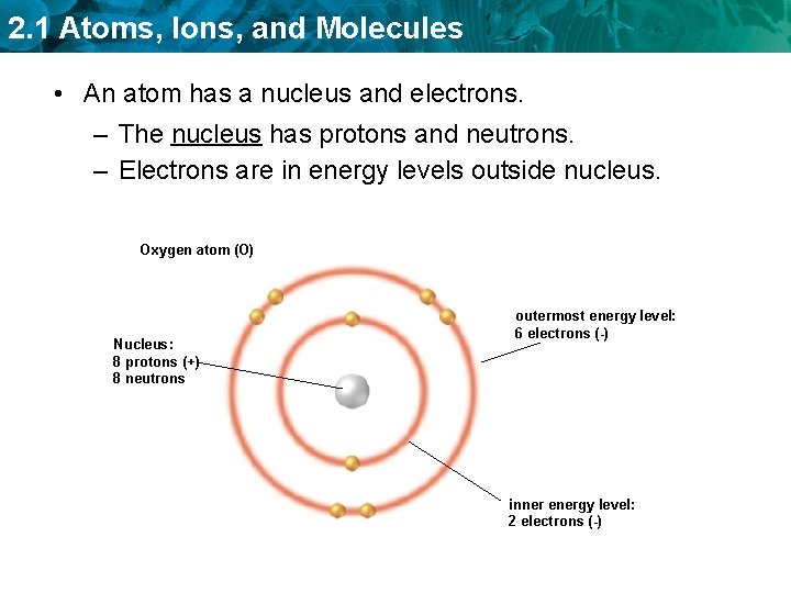 2. 1 Atoms, Ions, and Molecules • An atom has a nucleus and electrons.