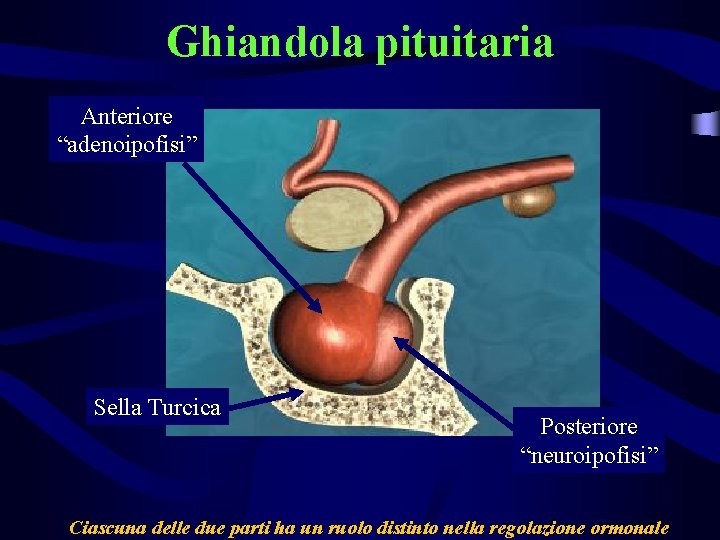 Ghiandola pituitaria Anteriore “adenoipofisi” Sella Turcica Posteriore “neuroipofisi” Ciascuna delle due parti ha un