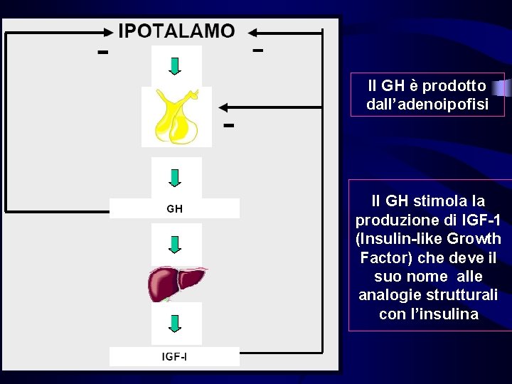 Il GH è prodotto dall’adenoipofisi Il GH stimola la produzione di IGF-1 (Insulin-like Growth