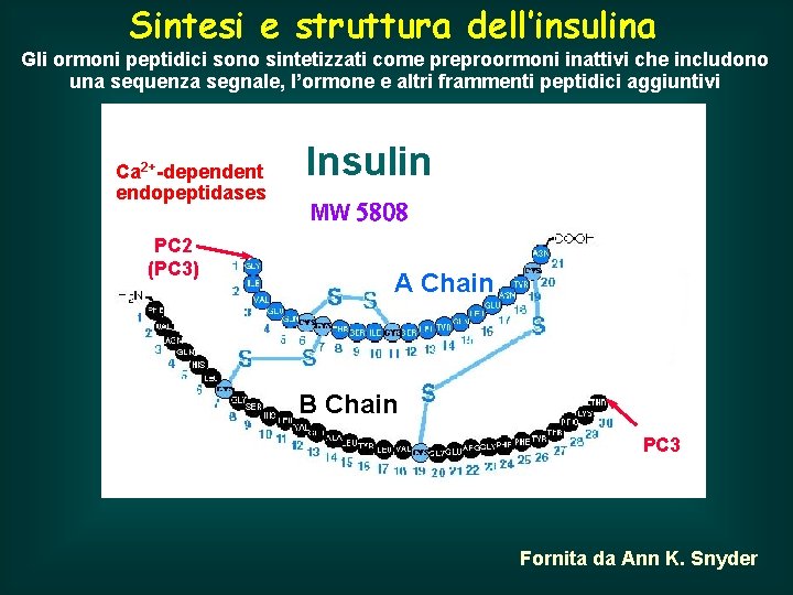 Sintesi e struttura dell’insulina Gli ormoni peptidici sono sintetizzati come preproormoni inattivi che includono