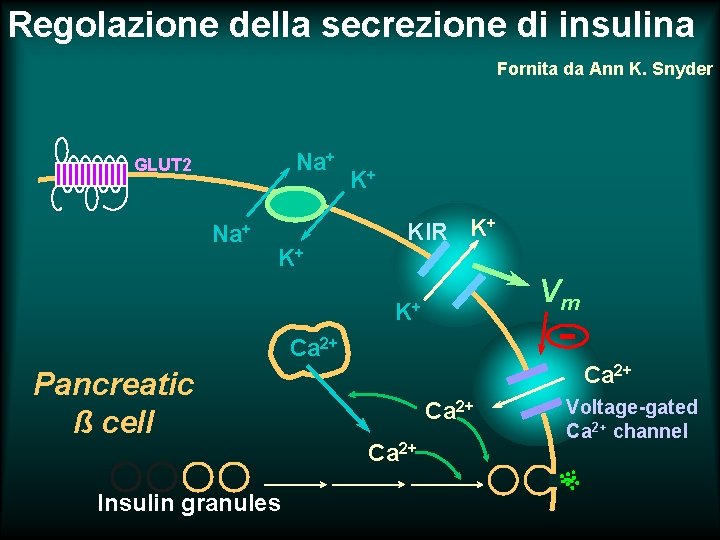 Regolazione della secrezione di insulina Fornita da Ann K. Snyder Na+ GLUT 2 Na+