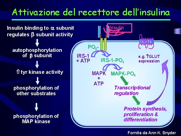 Attivazione del recettore dell’insulina Insulin binding to subunit regulates subunit activity Insulin GLUT 4