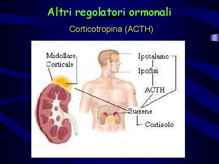 Altri regolatori ormonali Corticotropina (ACTH) 