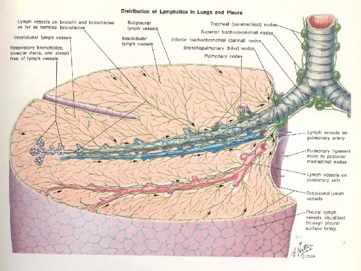 Pathophysiology of Pleura M A ZOHAL Pulmunologist Anatomy
