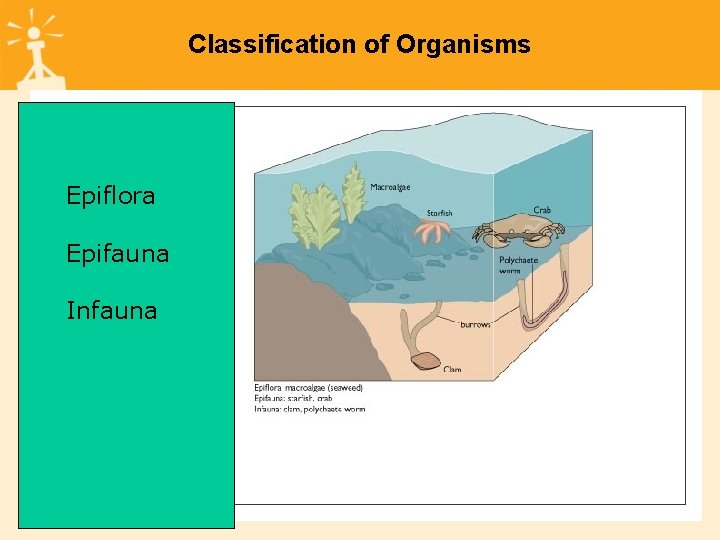 Classification of Organisms Epiflora Epifauna Infauna 