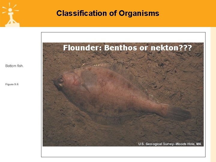 Classification of Organisms Flounder: Benthos or nekton? ? ? 