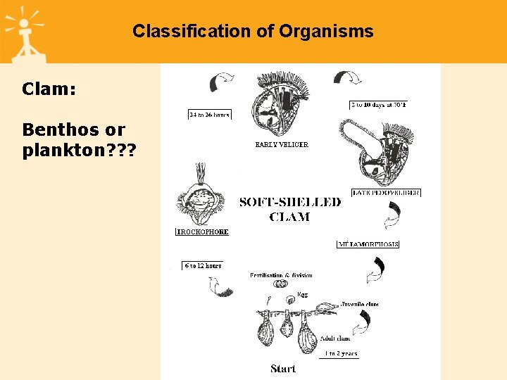 Classification of Organisms Clam: Benthos or plankton? ? ? 