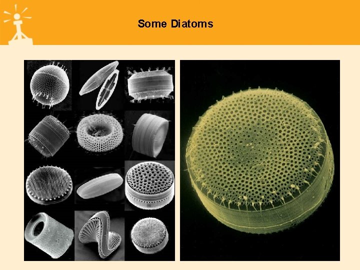 Some Diatoms 