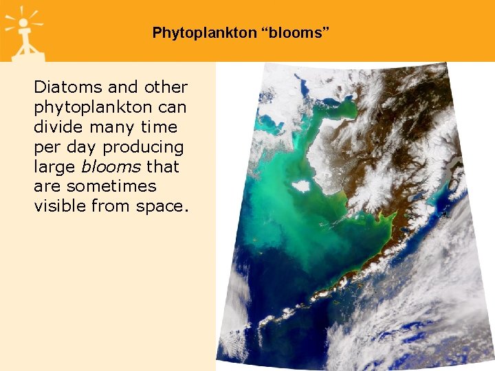 Phytoplankton “blooms” Diatoms and other phytoplankton can divide many time per day producing large