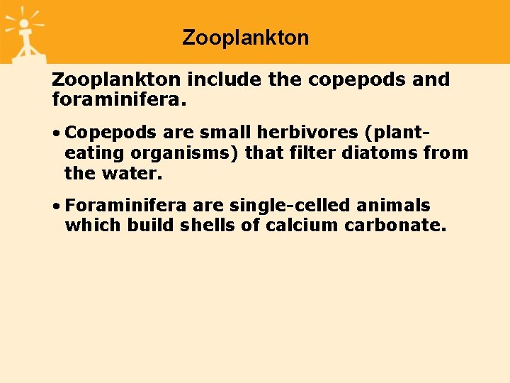 Zooplankton include the copepods and foraminifera. • Copepods are small herbivores (planteating organisms) that