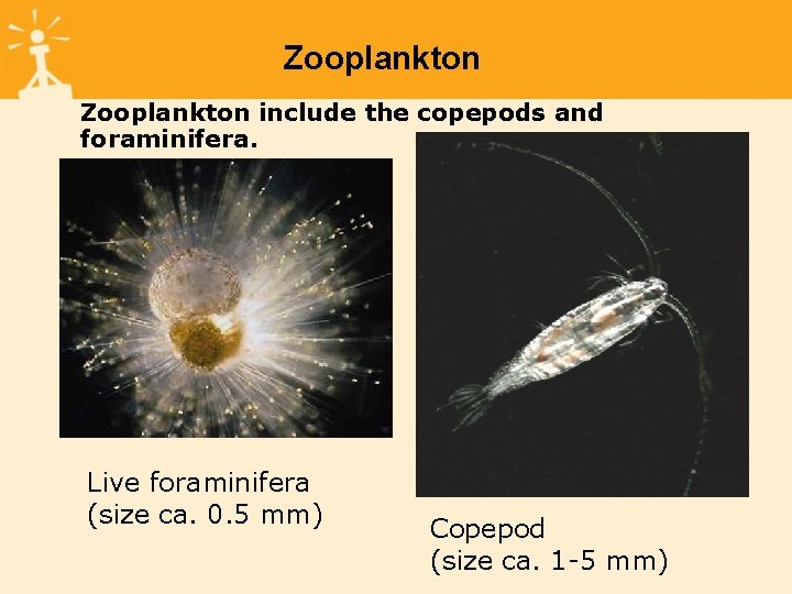 Zooplankton include the copepods and foraminifera. Live foraminifera (size ca. 0. 5 mm) Copepod