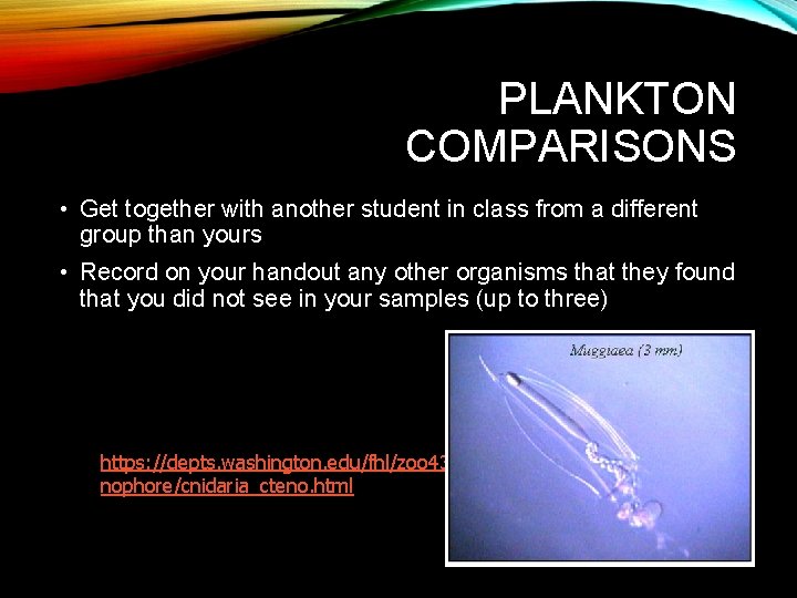 PLANKTON COMPARISONS • Get together with another student in class from a different group