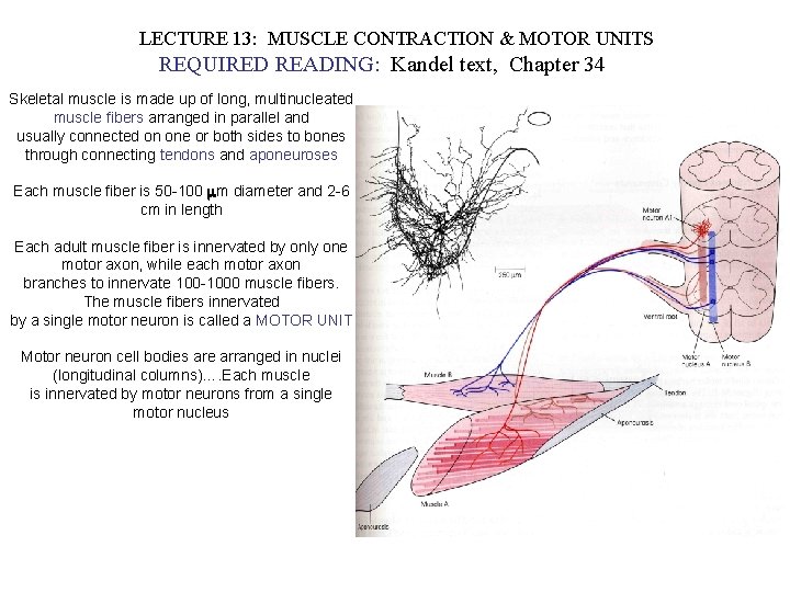 LECTURE 13: MUSCLE CONTRACTION & MOTOR UNITS REQUIRED READING: Kandel text, Chapter 34 Skeletal LECTURE 13: MUSCLE CONTRACTION & MOTOR UNITS REQUIRED READING: Kandel text, Chapter 34 Skeletal