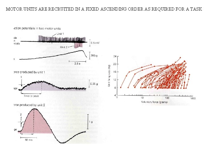 MOTOR UNITS ARE RECRUITED IN A FIXED ASCENDING ORDER AS REQUIRED FOR A TASK MOTOR UNITS ARE RECRUITED IN A FIXED ASCENDING ORDER AS REQUIRED FOR A TASK