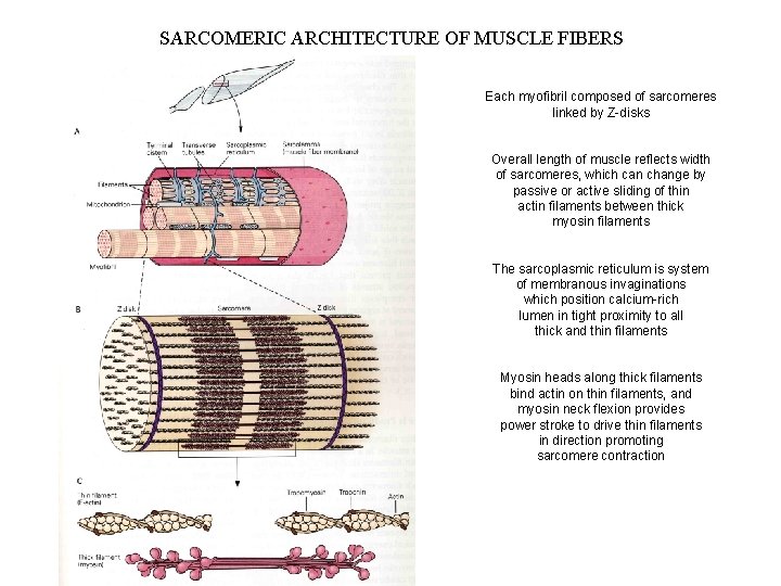 SARCOMERIC ARCHITECTURE OF MUSCLE FIBERS Each myofibril composed of sarcomeres linked by Z-disks Overall SARCOMERIC ARCHITECTURE OF MUSCLE FIBERS Each myofibril composed of sarcomeres linked by Z-disks Overall