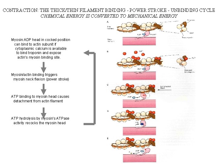CONTRACTION: THE THICK/THIN FILAMENT BINDING - POWER STROKE - UNBINDING CYCLE CHEMICAL ENERGY IS CONTRACTION: THE THICK/THIN FILAMENT BINDING - POWER STROKE - UNBINDING CYCLE CHEMICAL ENERGY IS