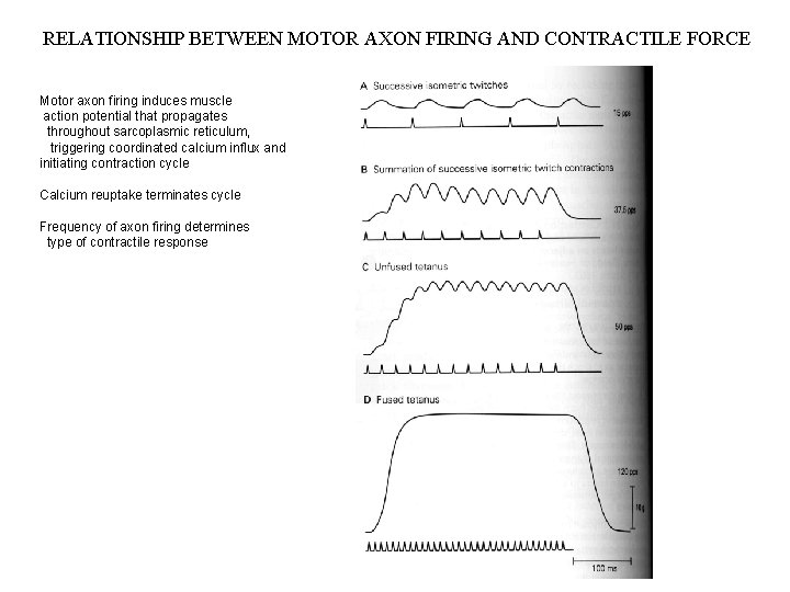 RELATIONSHIP BETWEEN MOTOR AXON FIRING AND CONTRACTILE FORCE Motor axon firing induces muscle action RELATIONSHIP BETWEEN MOTOR AXON FIRING AND CONTRACTILE FORCE Motor axon firing induces muscle action