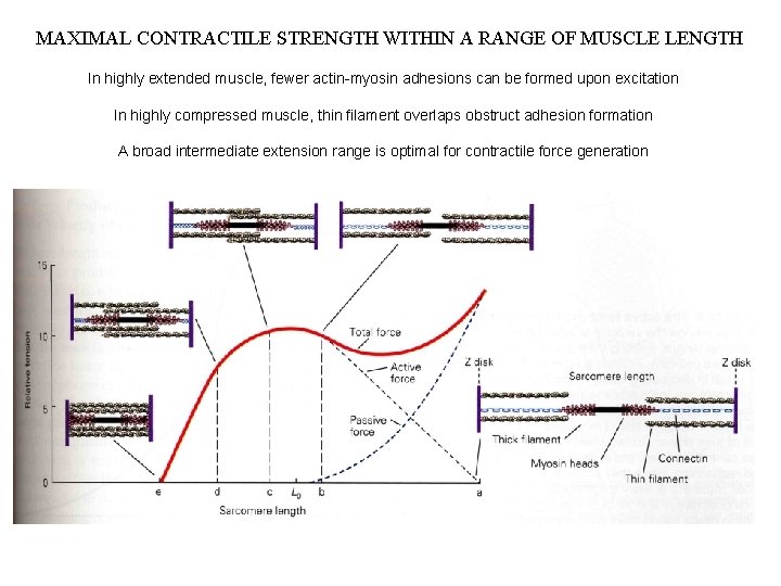MAXIMAL CONTRACTILE STRENGTH WITHIN A RANGE OF MUSCLE LENGTH In highly extended muscle, fewer MAXIMAL CONTRACTILE STRENGTH WITHIN A RANGE OF MUSCLE LENGTH In highly extended muscle, fewer