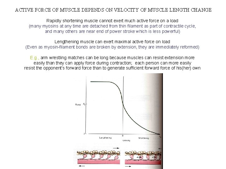 ACTIVE FORCE OF MUSCLE DEPENDS ON VELOCITY OF MUSCLE LENGTH CHANGE Rapidly shortening muscle ACTIVE FORCE OF MUSCLE DEPENDS ON VELOCITY OF MUSCLE LENGTH CHANGE Rapidly shortening muscle