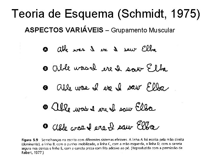 Teoria de Esquema (Schmidt, 1975) ASPECTOS VARIÁVEIS – Grupamento Muscular 