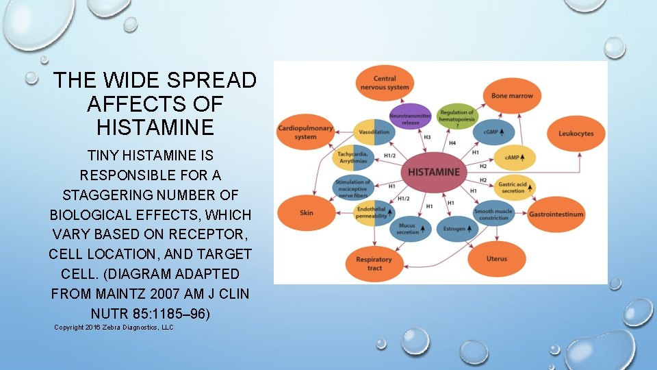 THE WIDE SPREAD AFFECTS OF HISTAMINE TINY HISTAMINE IS RESPONSIBLE FOR A STAGGERING NUMBER