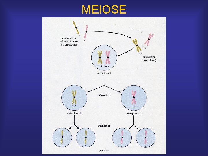 MEIOSE 