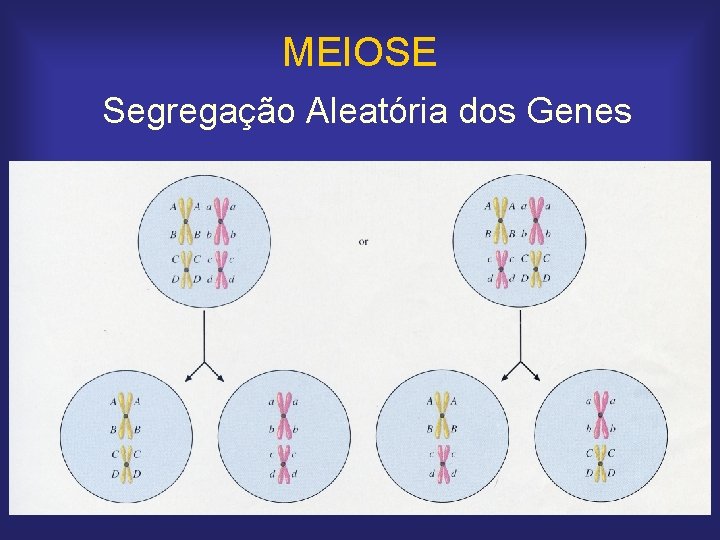 MEIOSE Segregação Aleatória dos Genes 