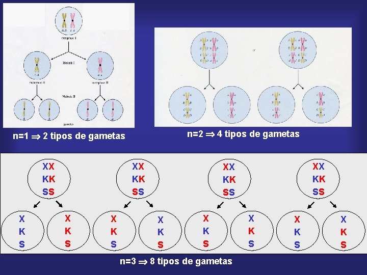 n=2 4 tipos de gametas n=1 2 tipos de gametas XX KK SS X