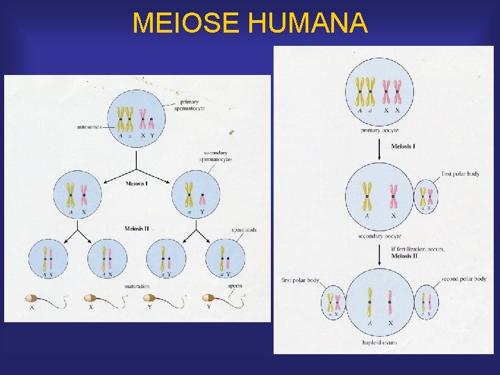 MEIOSE HUMANA 
