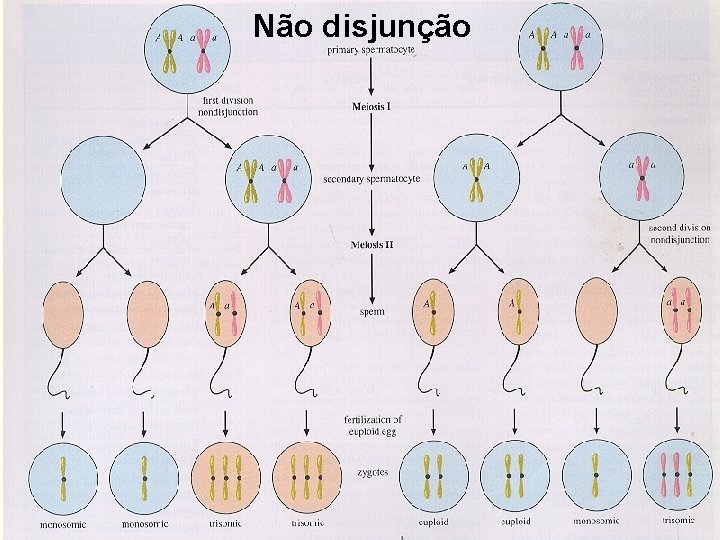 Não disjunção 